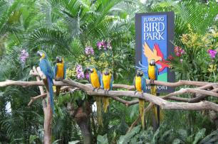 Парк птиц Джуронг в Сингапуре