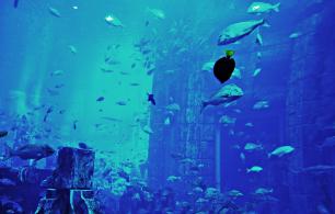 Музей подводного мира в Дубае