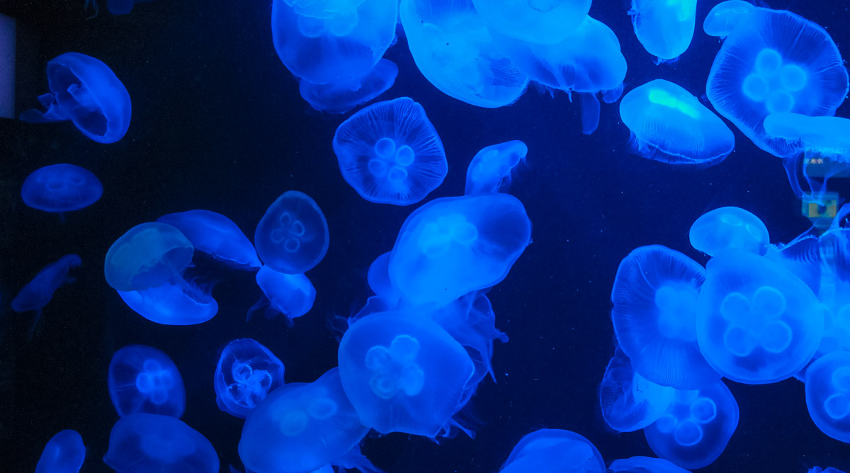 Медузы в аквариуме Сингапура на острове Сентоза, фото №1