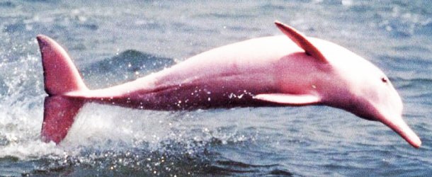 Розовый дельфин или Амазонская иния
