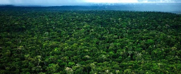 Дождевые леса Амазонки