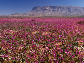 Пустыня Атакама: «Удивительная и Загадочная»