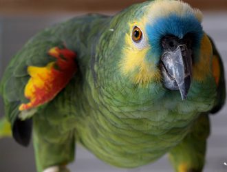 Попугаи Перу: «Разноцветное Украшение Лесов» 🦜