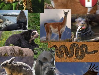 Фауна Перу: Богатый Животный Мир Страны