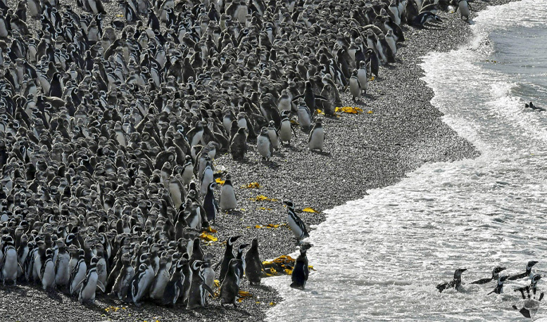 Пунта-Томбо: Берег, где рождаются Пингвины