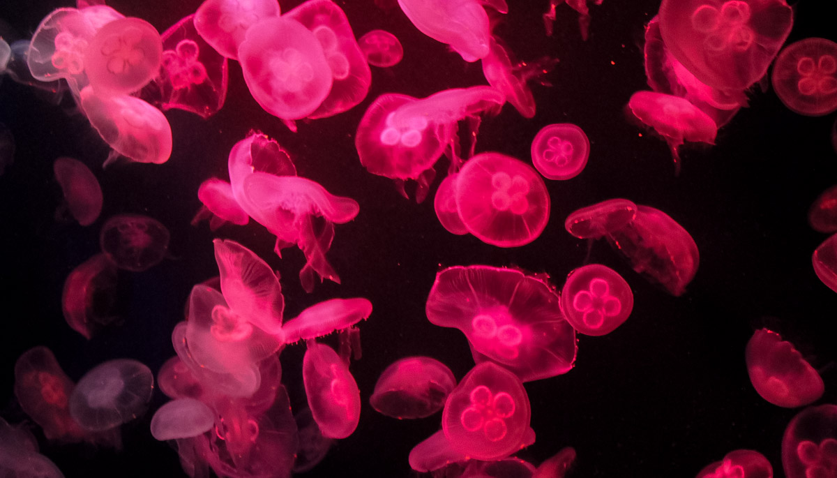 Медузы в аквариуме Сингапура на острове Сентоза, фото №2